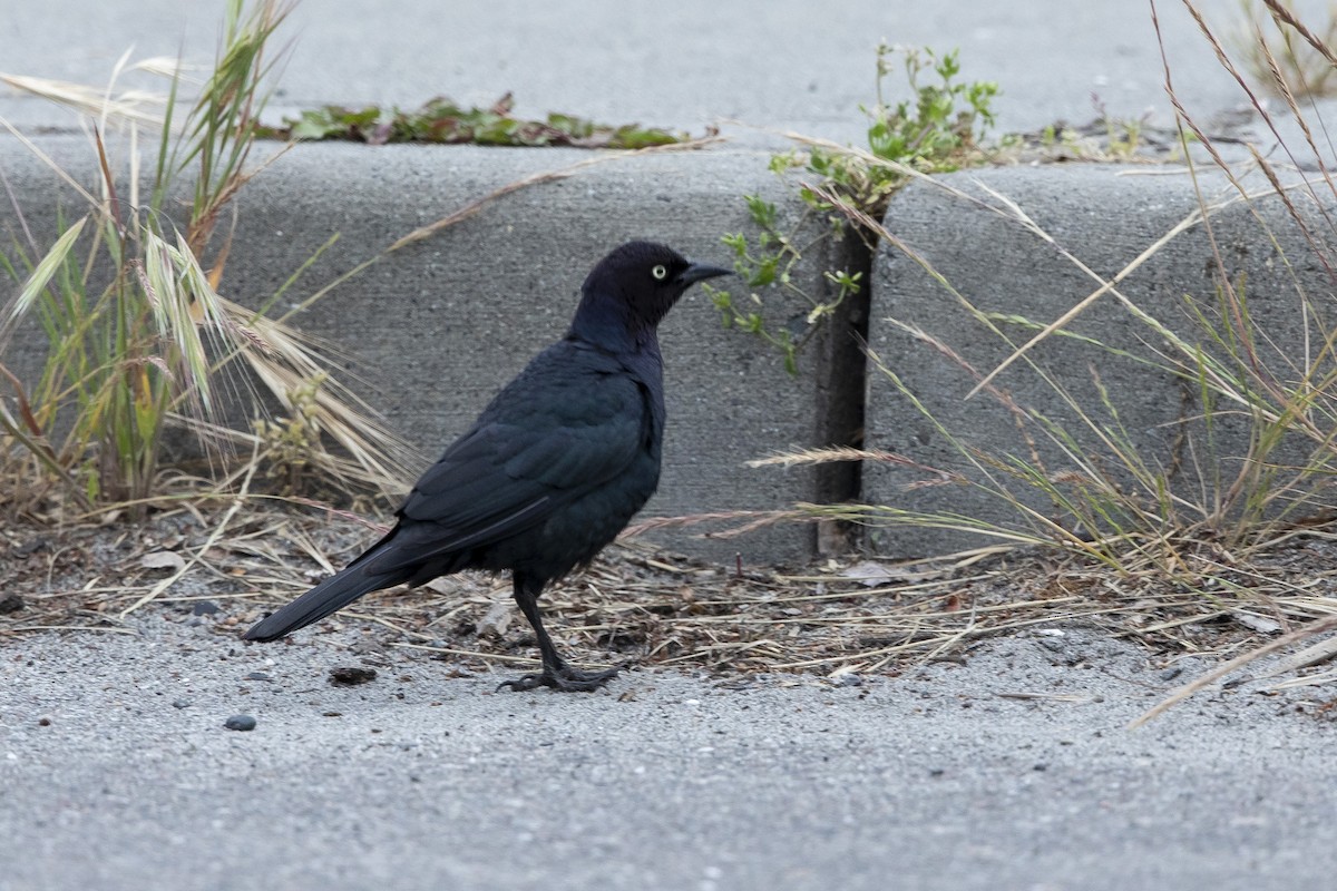 Brewer's Blackbird - ML620714380