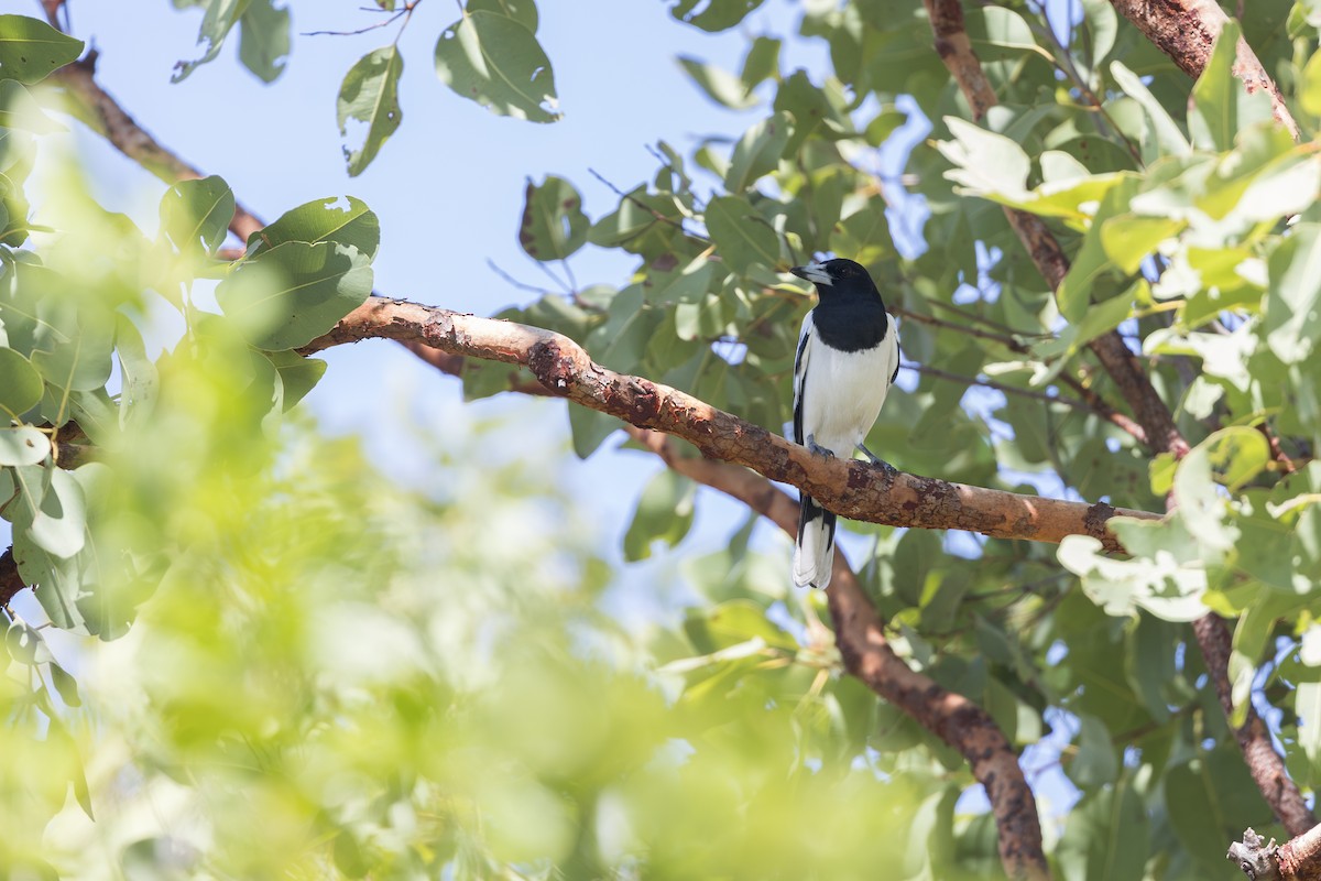 Pied Butcherbird - ML620714382