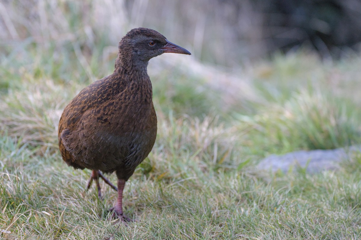 Weka - ML620714385