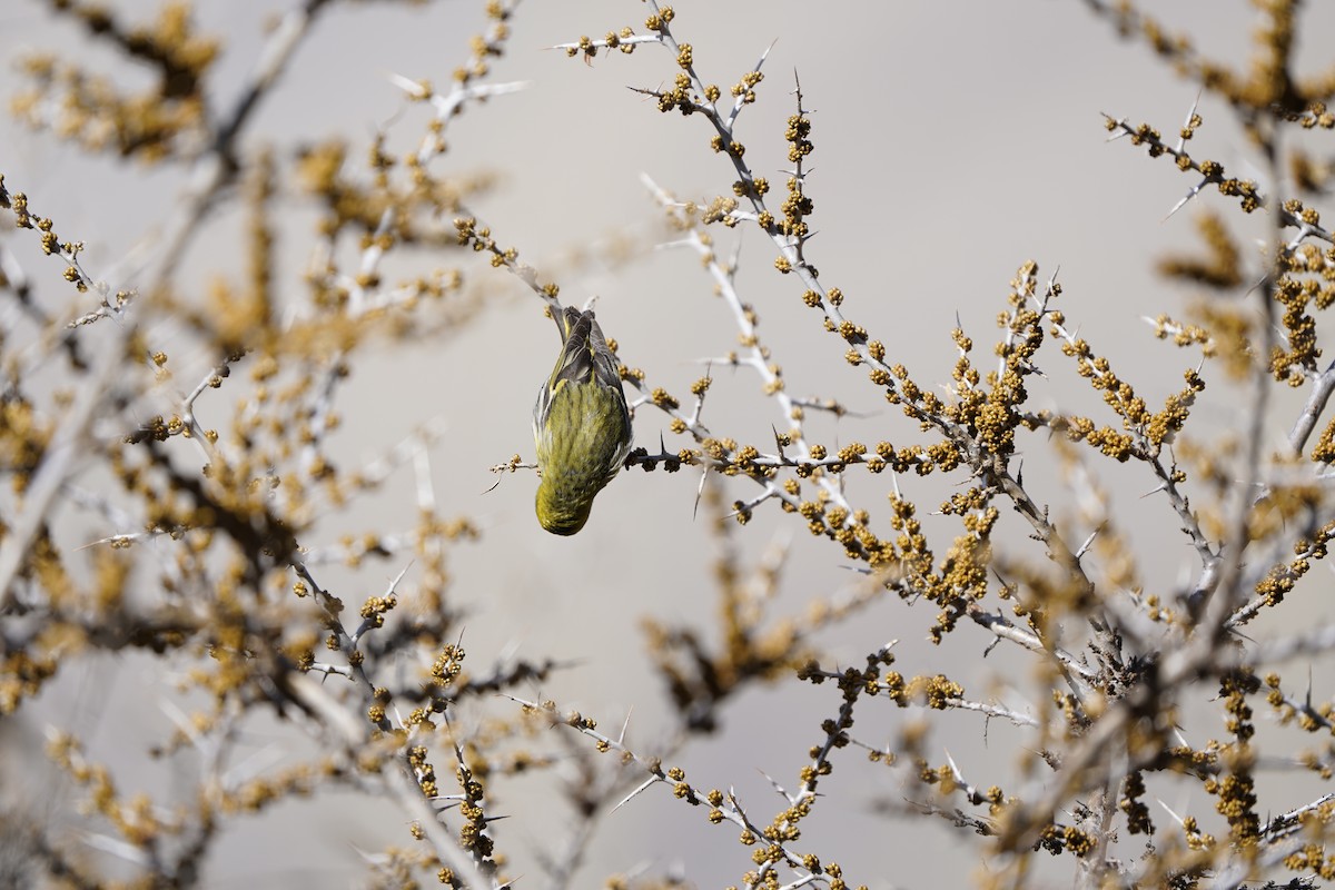 Eurasian Siskin - ML620714394