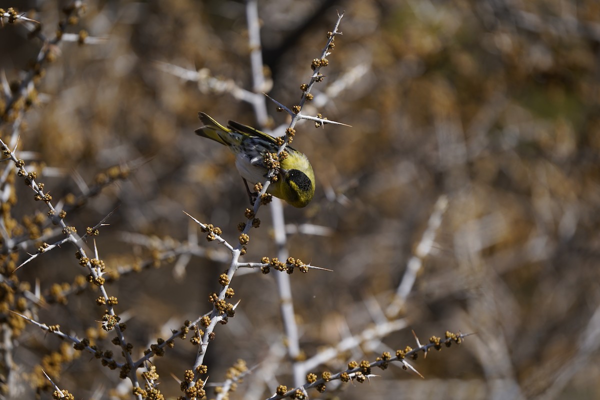 Eurasian Siskin - ML620714395