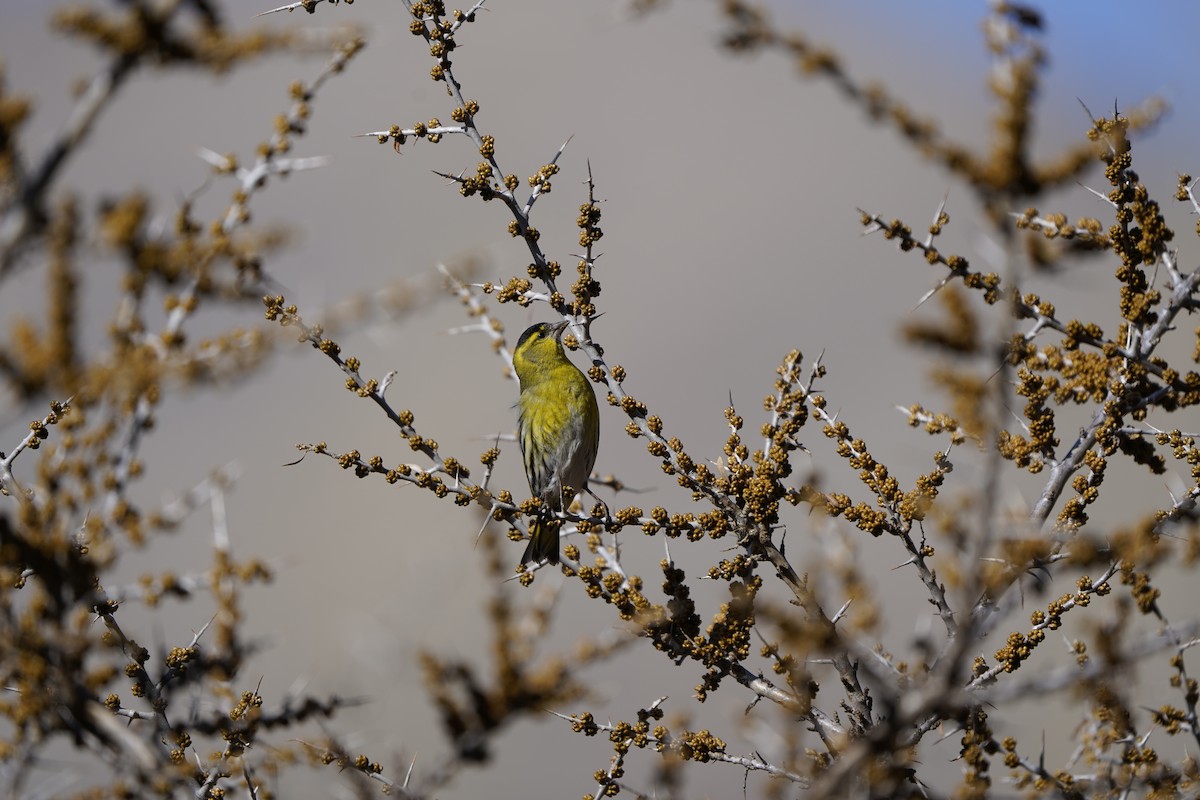 Eurasian Siskin - ML620714396