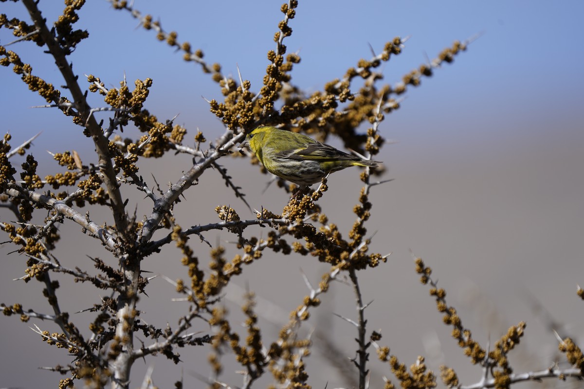 Eurasian Siskin - ML620714398