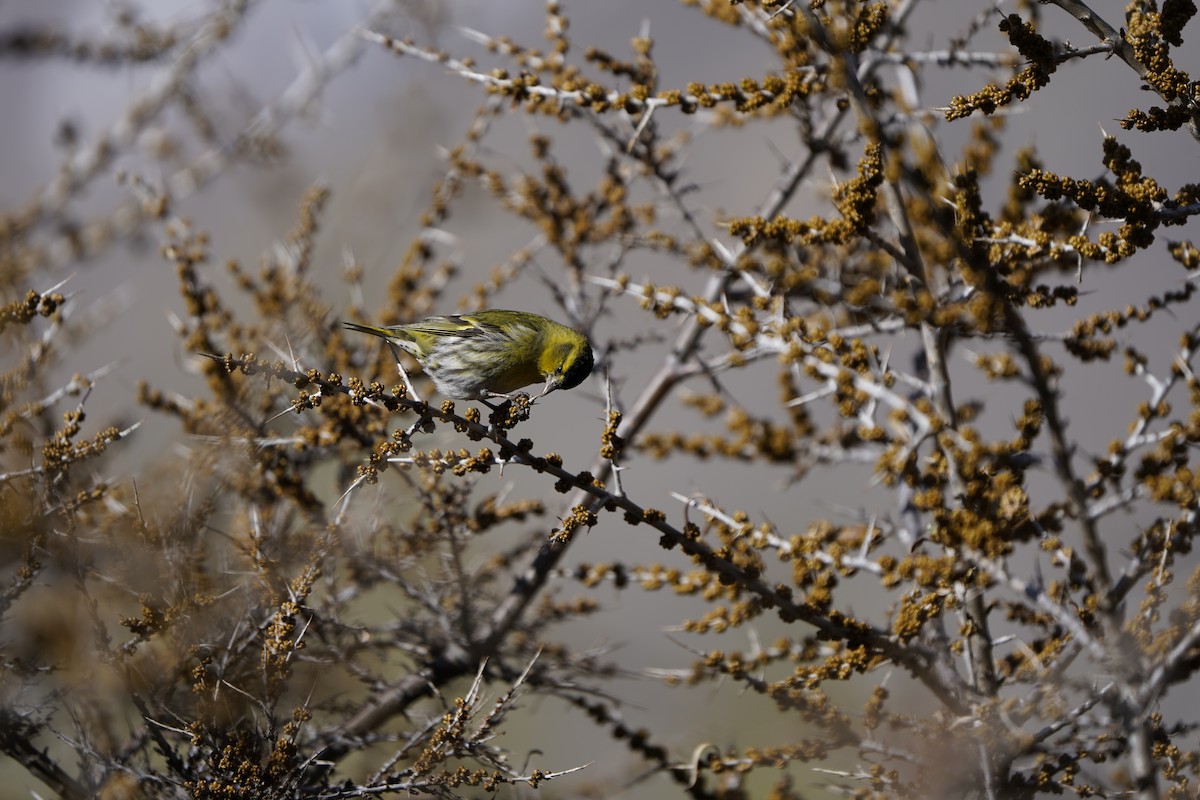 Eurasian Siskin - ML620714399