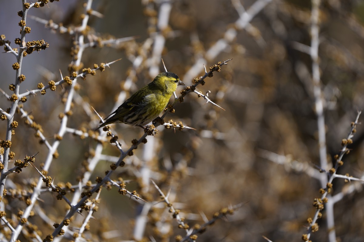 Eurasian Siskin - ML620714400