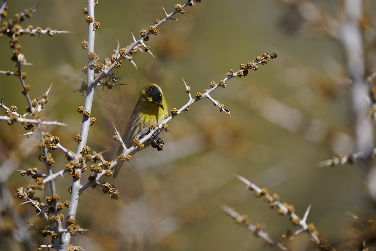 Eurasian Siskin - ML620714401