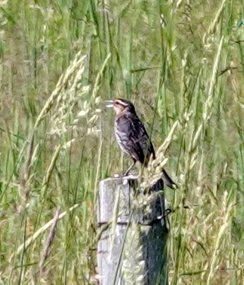 Eastern Meadowlark - ML620714418