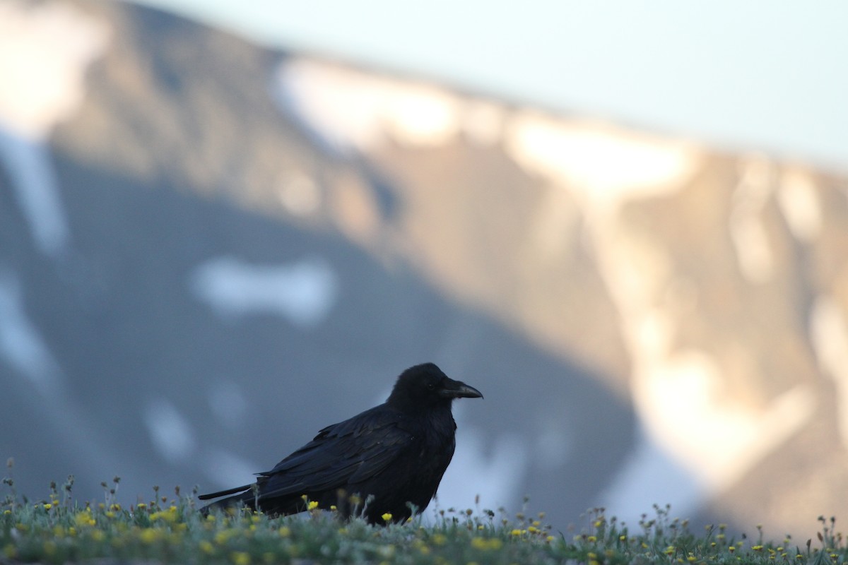 Common Raven - ML620714419