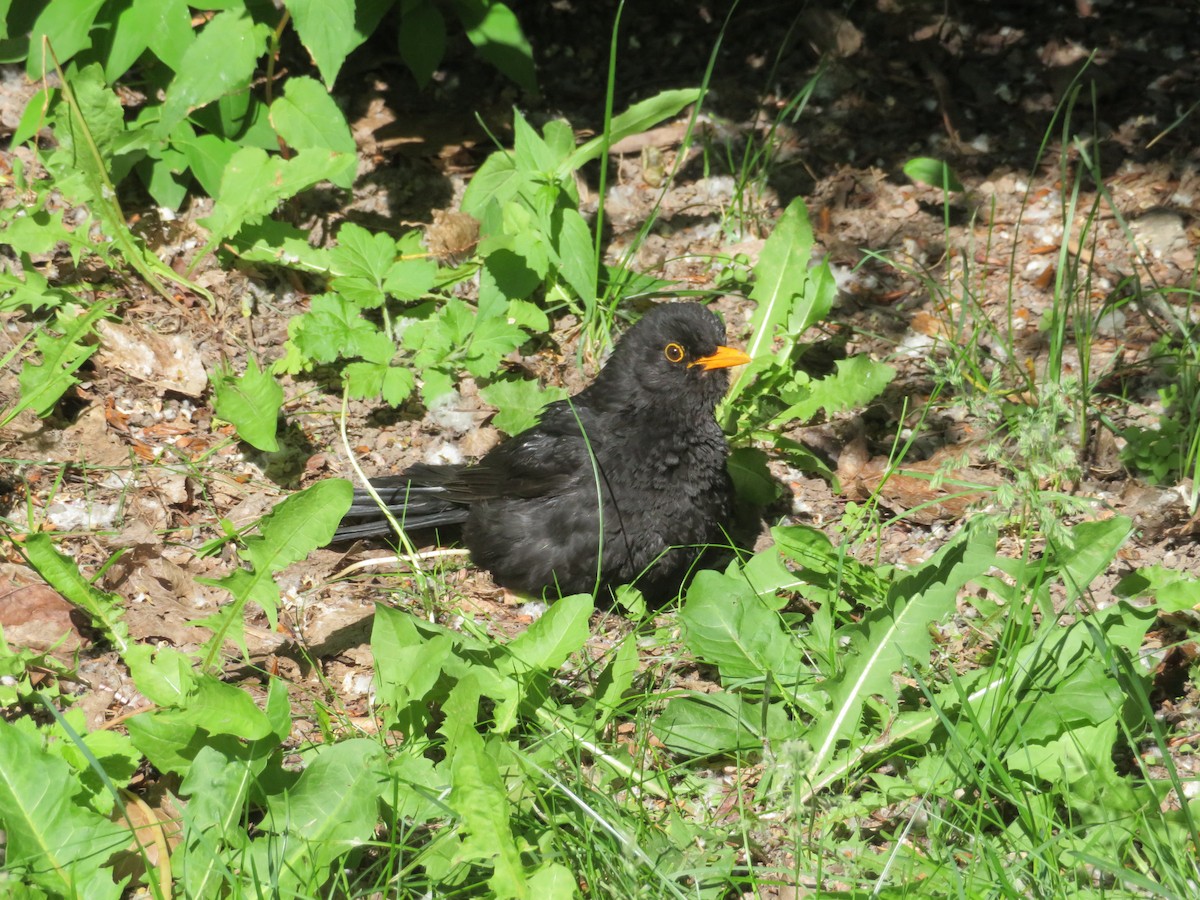 Eurasian Blackbird - ML620714420