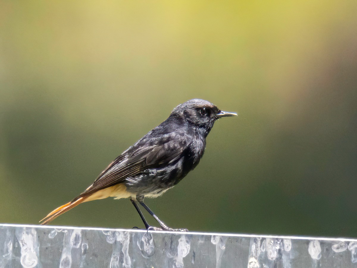 Black Redstart - ML620714424