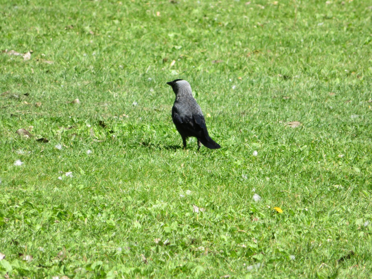 Hooded Crow - ML620714428