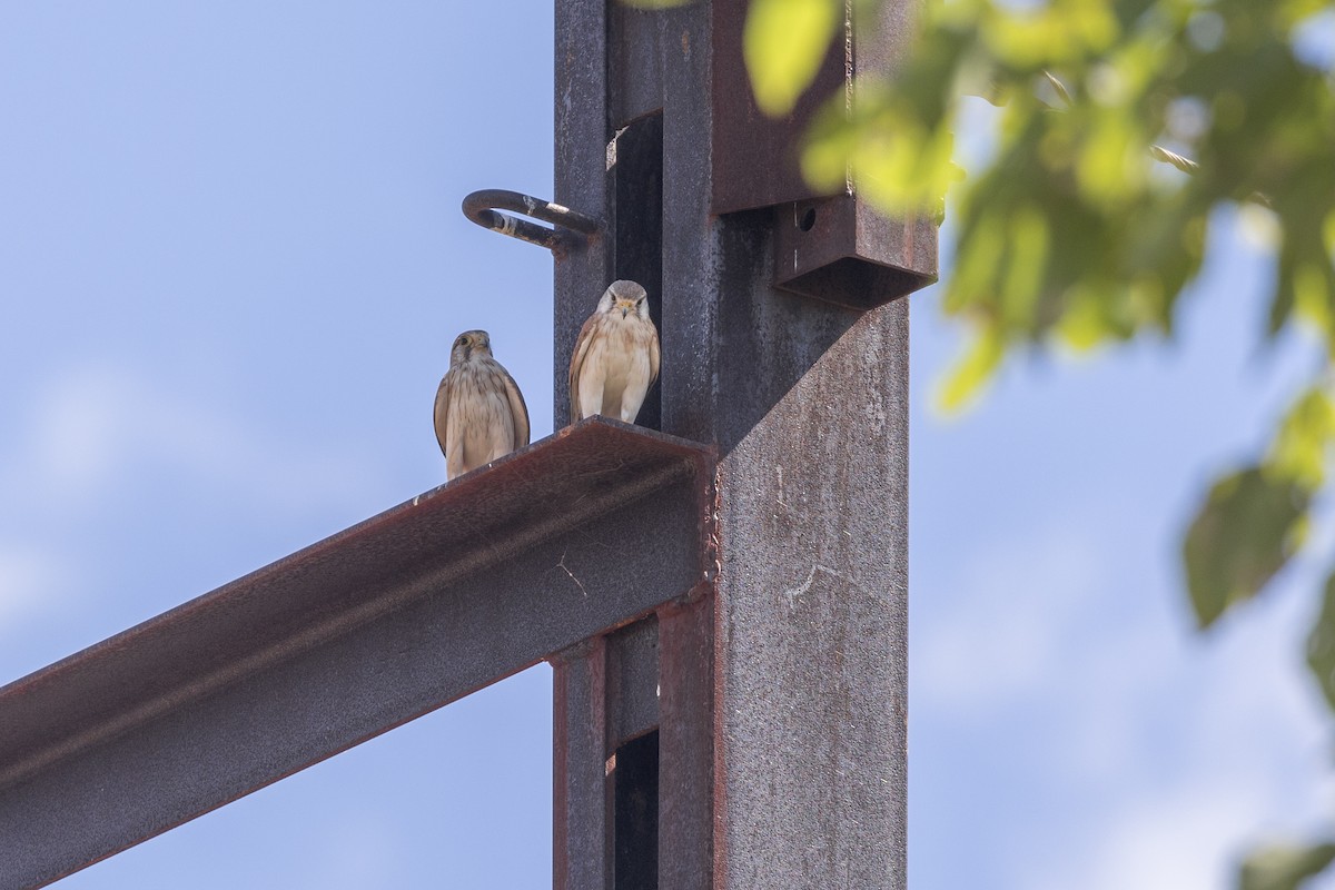 Nankeen Kestrel - ML620714429