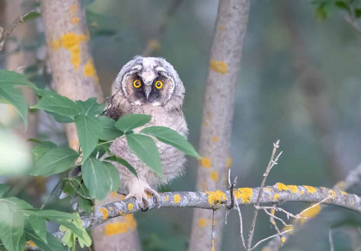 Long-eared Owl - Remy Sarjant