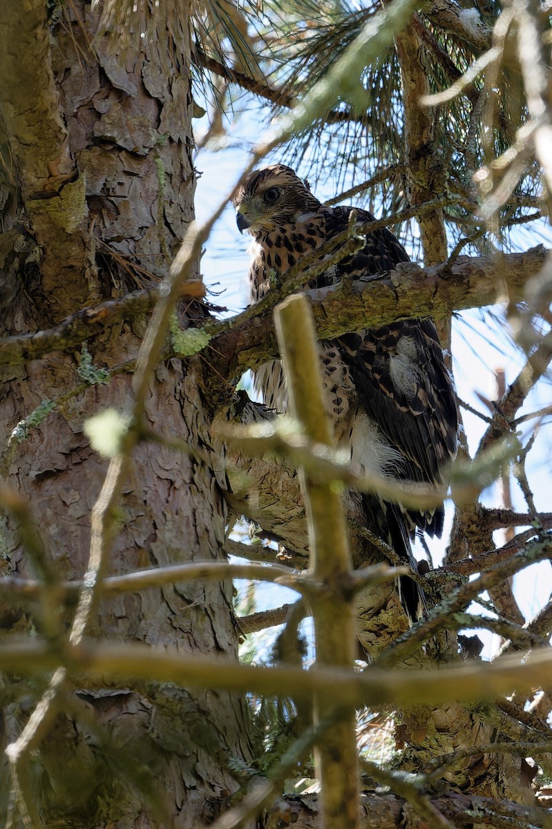 American Goshawk - ML620714438