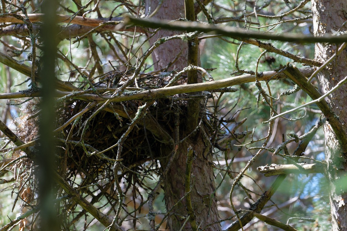 American Goshawk - ML620714439