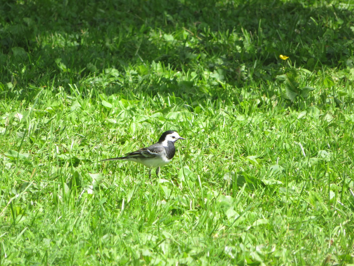 White Wagtail - ML620714459