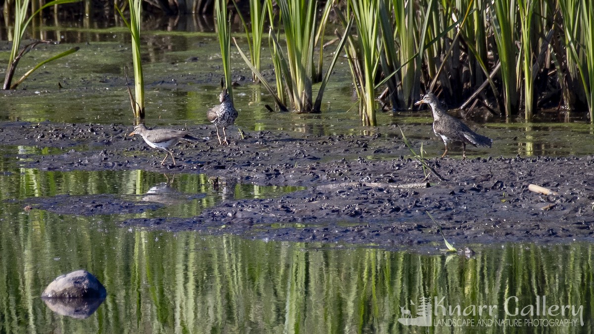 Spotted Sandpiper - ML620714472