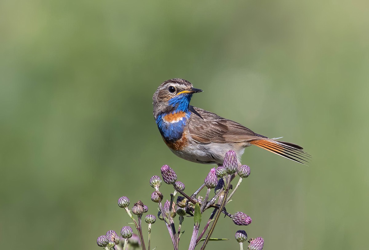 Bluethroat - ML620714473