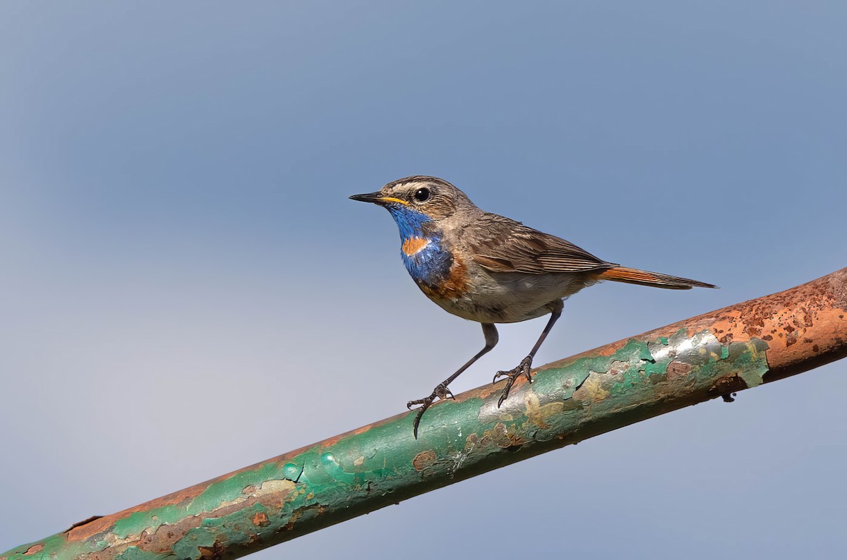 Bluethroat - ML620714474