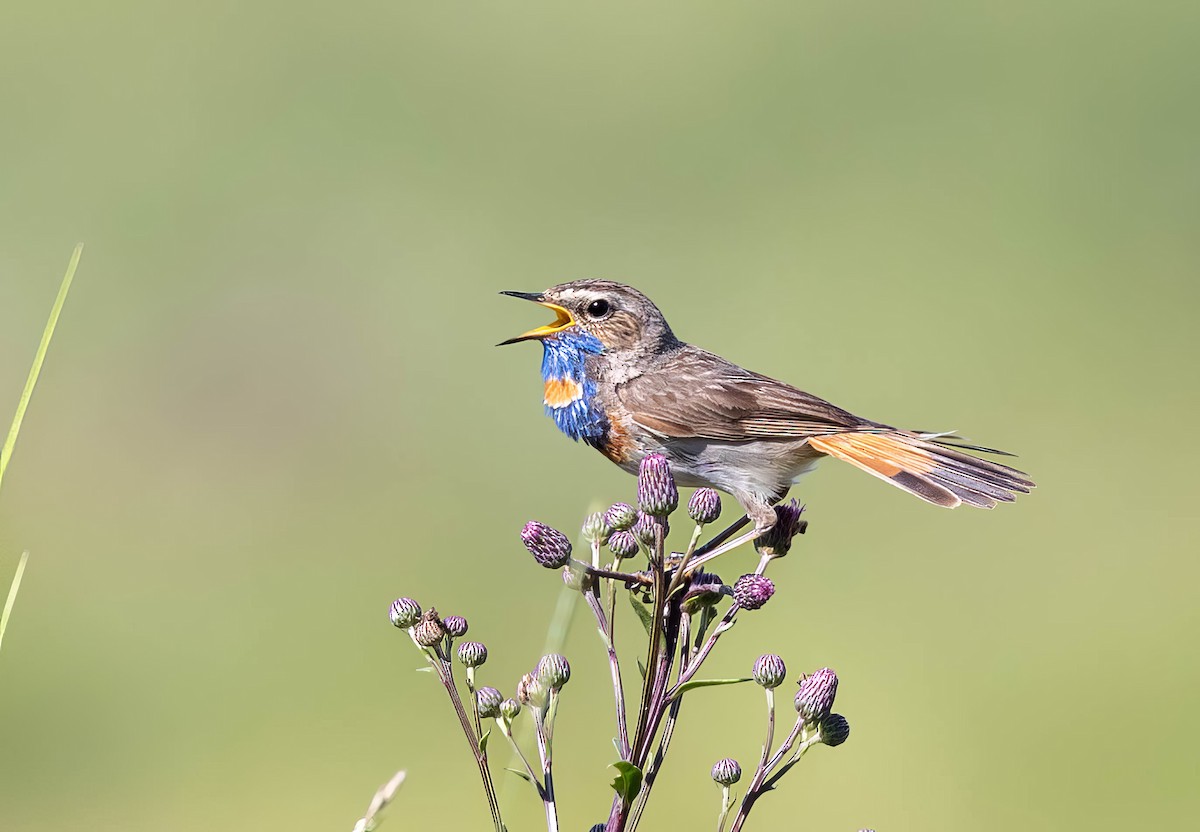 Bluethroat - ML620714481