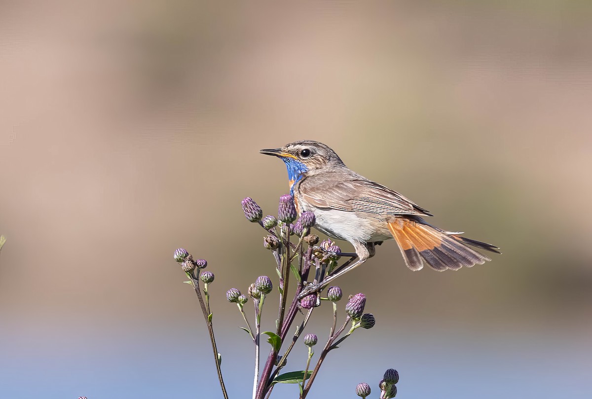 Bluethroat - ML620714482