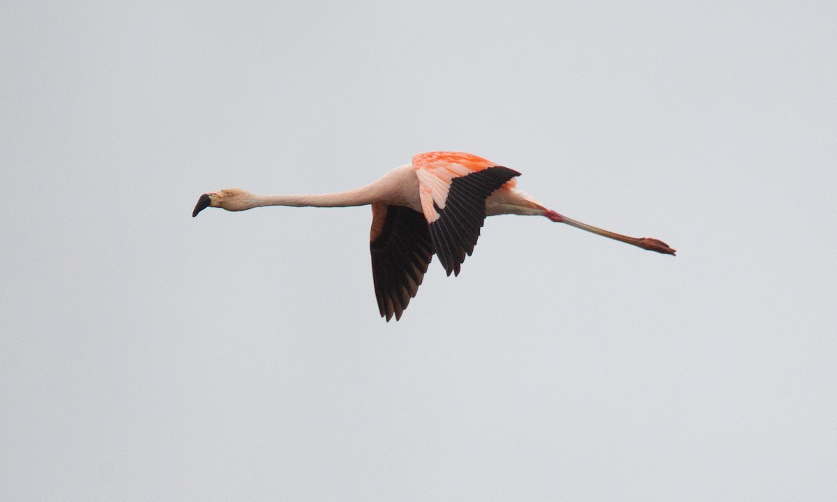 Chilean Flamingo - ML620714488