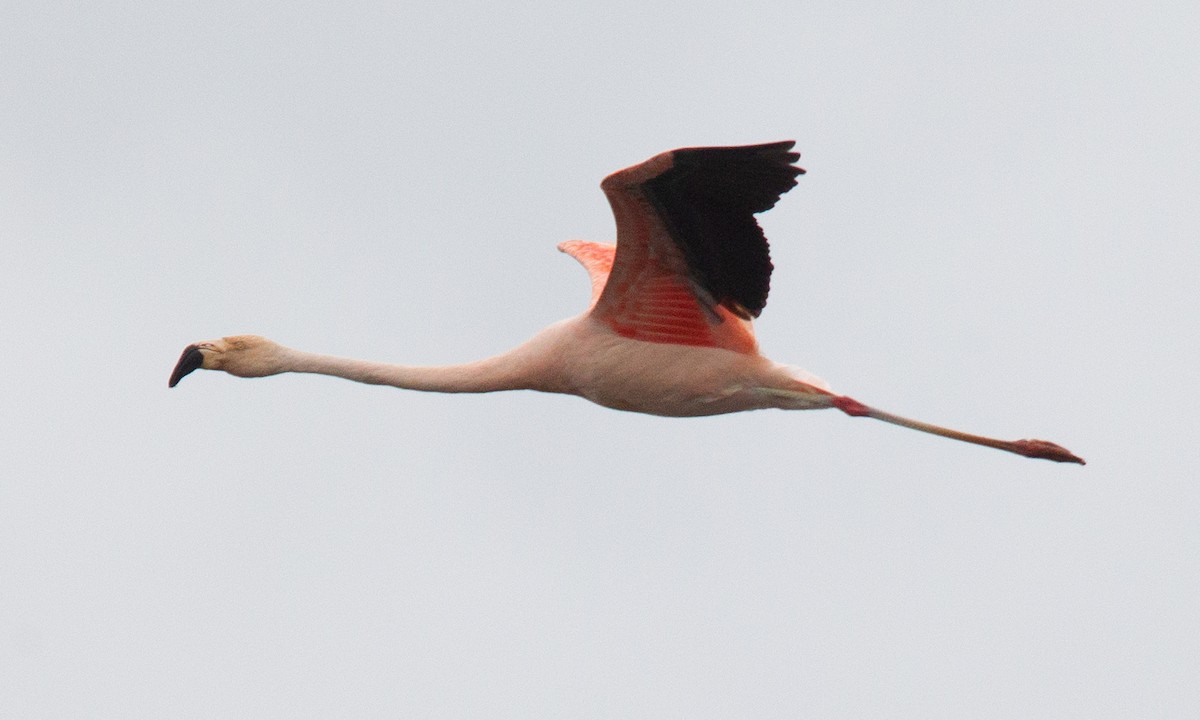 Chilean Flamingo - ML620714489