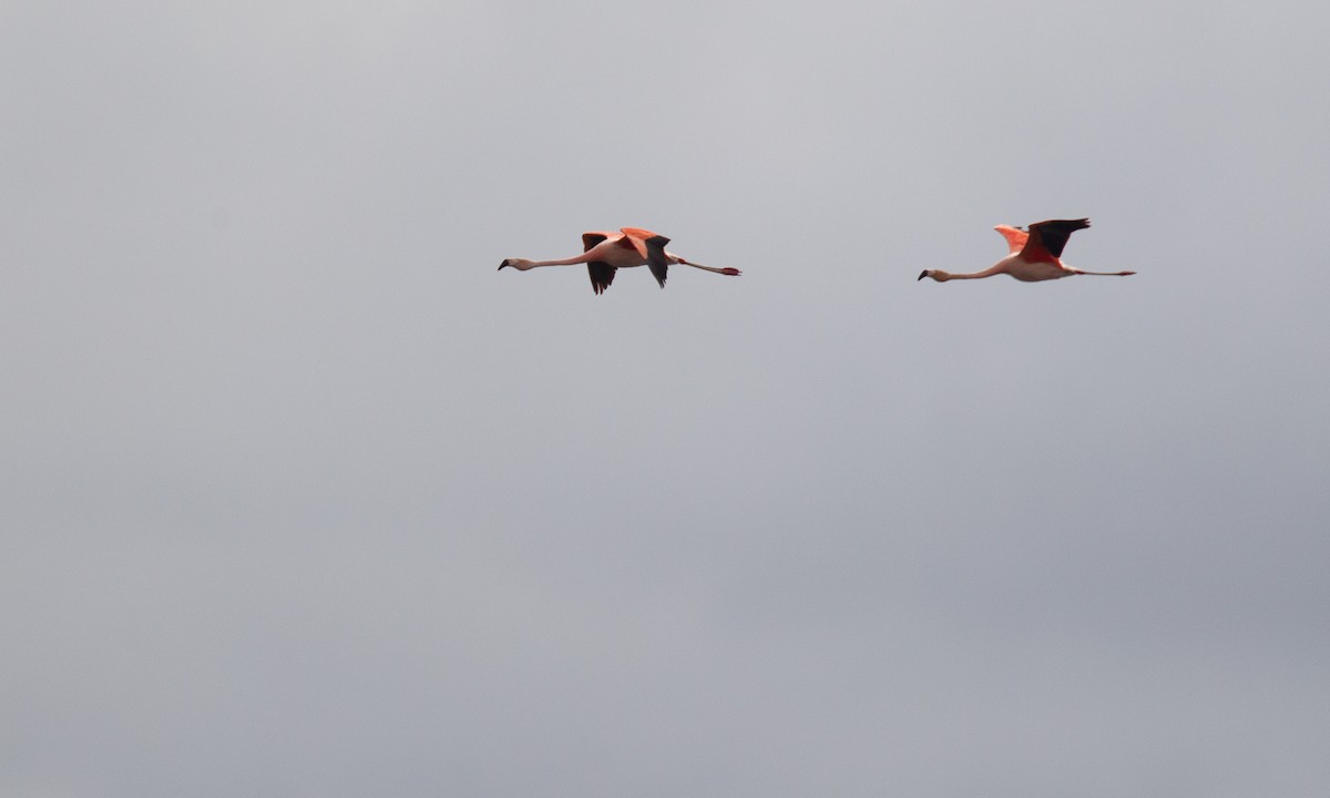 Chilean Flamingo - ML620714491