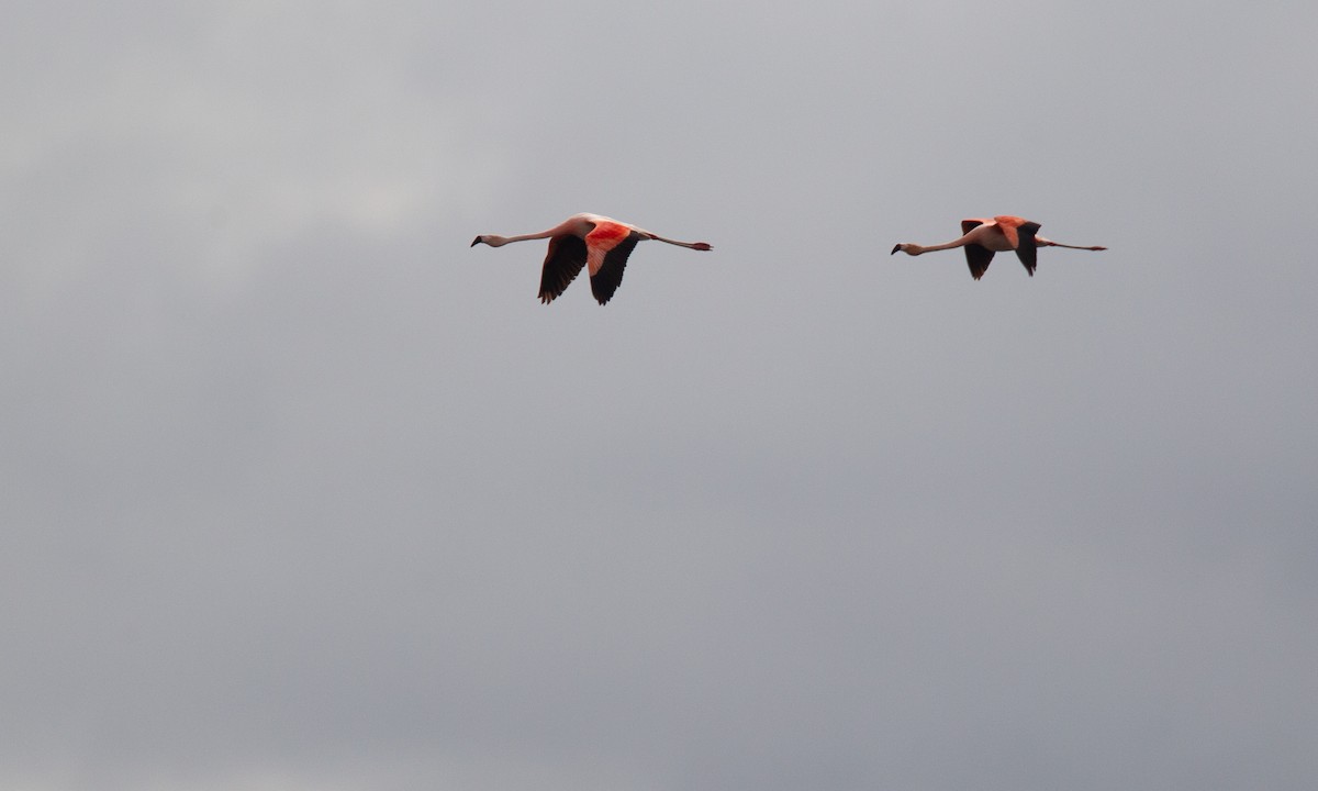 Chilean Flamingo - ML620714492