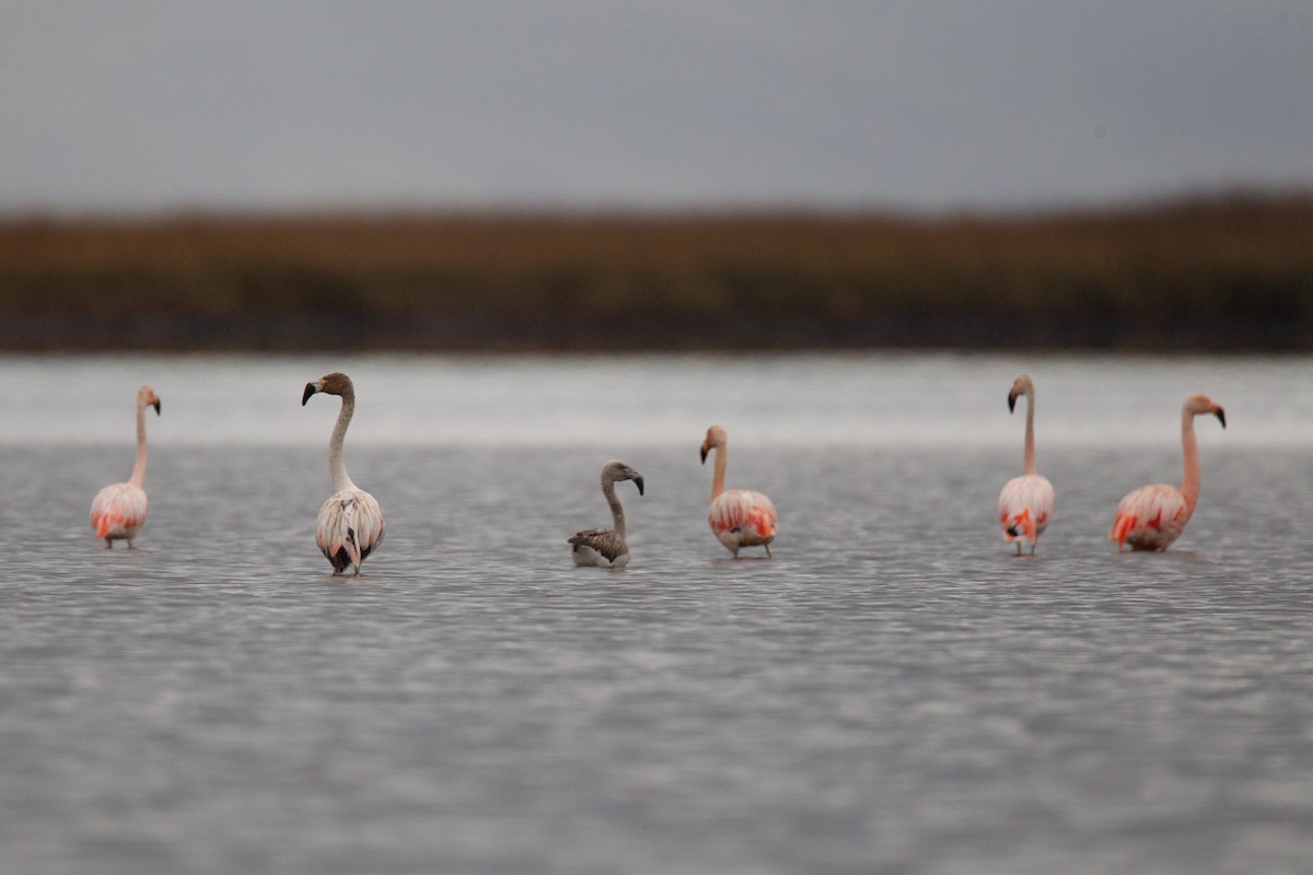 Chilean Flamingo - ML620714497