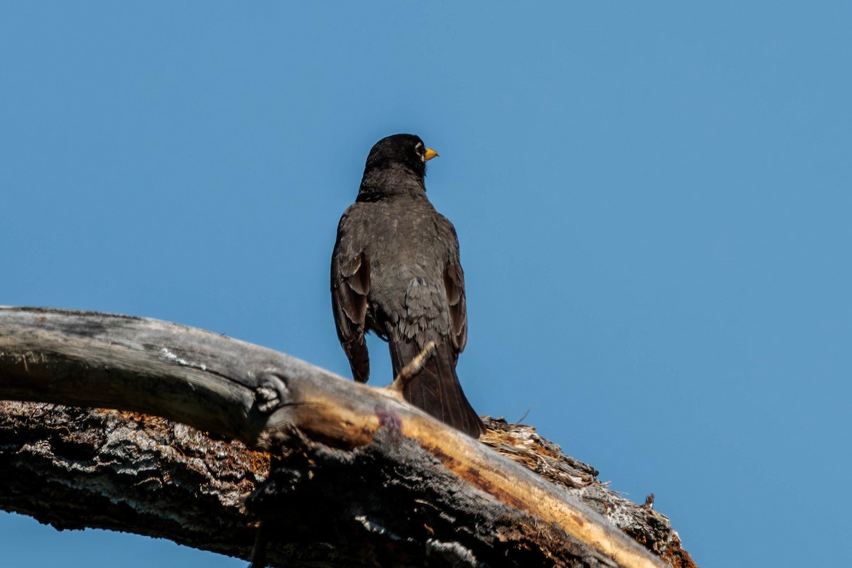 American Robin - ML620714499