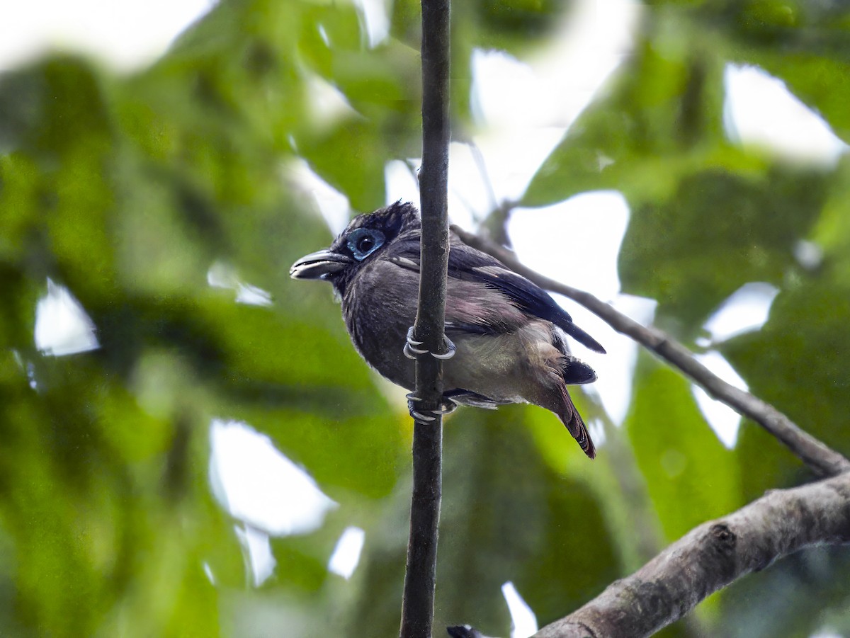 Visayan Broadbill - ML620714500