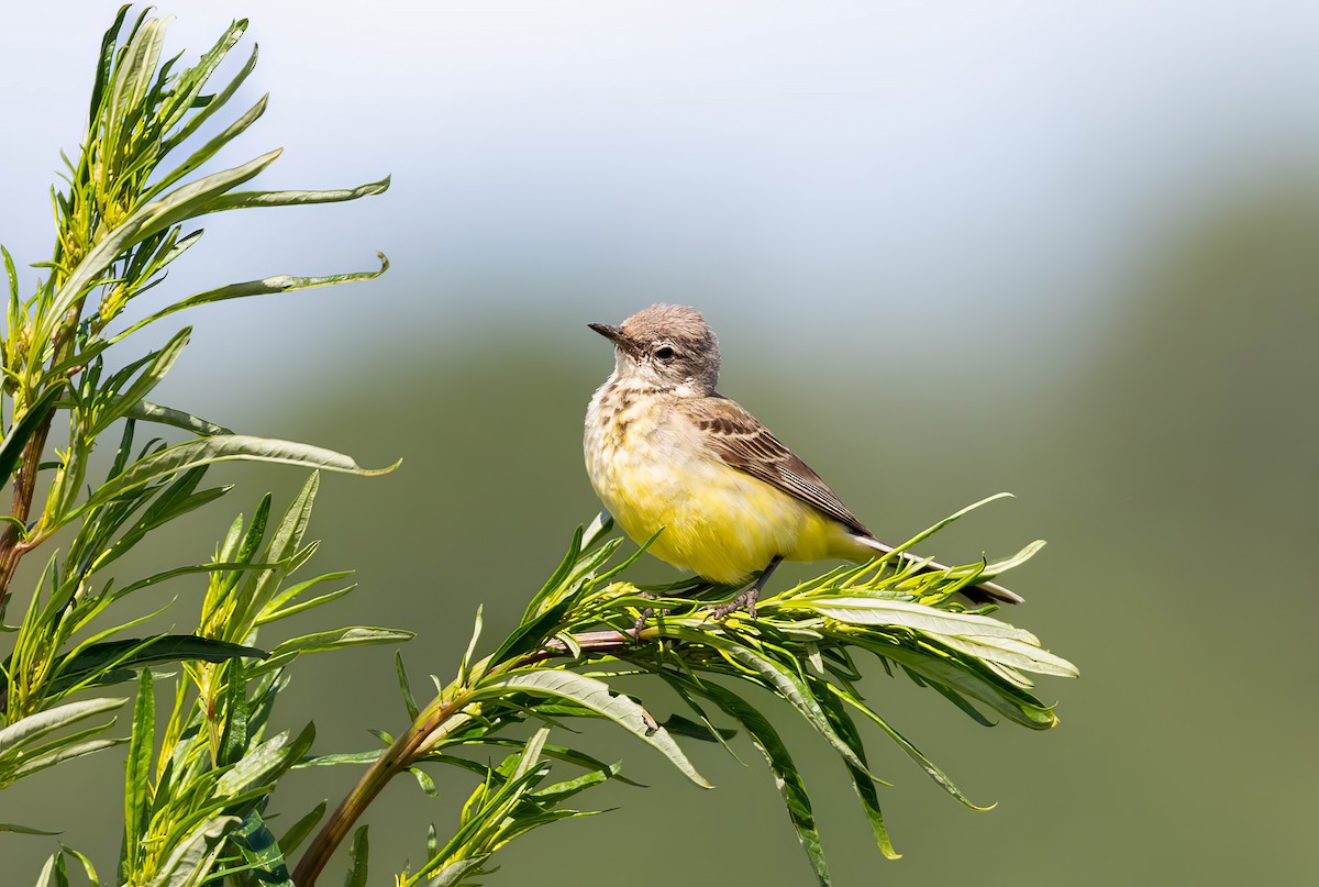 Western Yellow Wagtail - Remy Sarjant