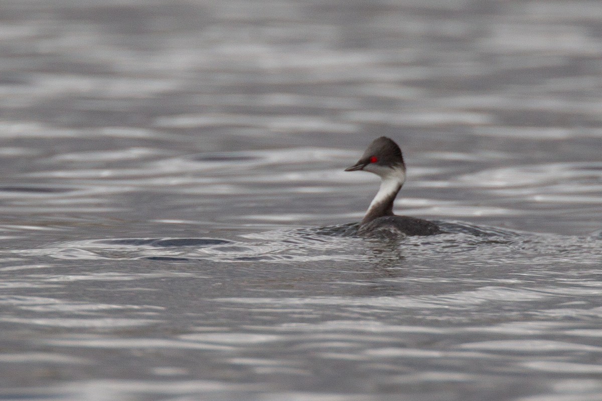 Junin Grebe - ML620714503