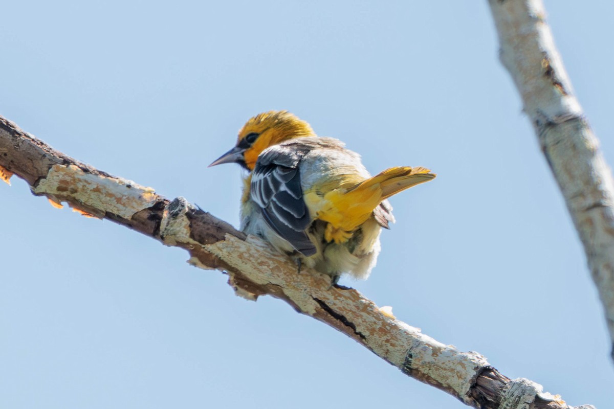 Bullock's Oriole - ML620714509