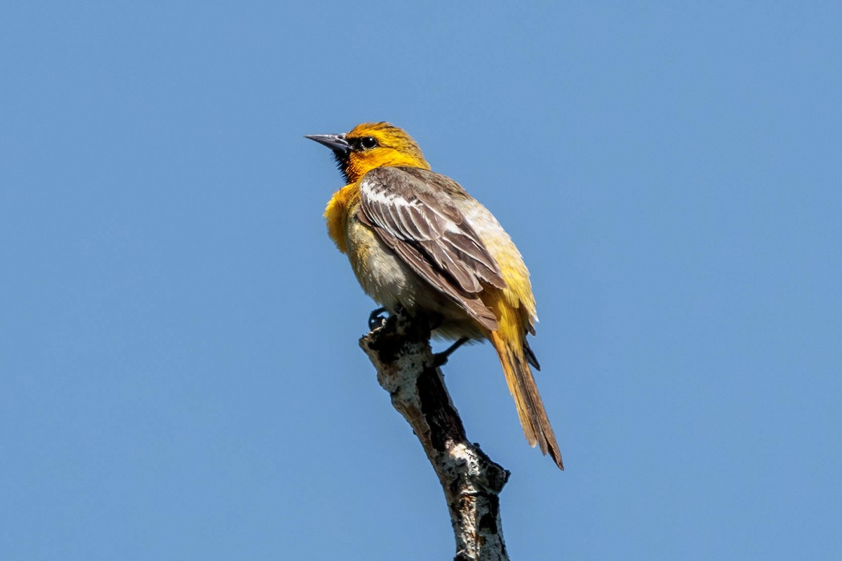 Bullock's Oriole - Pierce Louderback