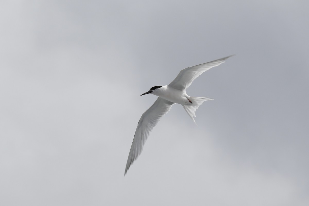 Roseate Tern - ML620714511