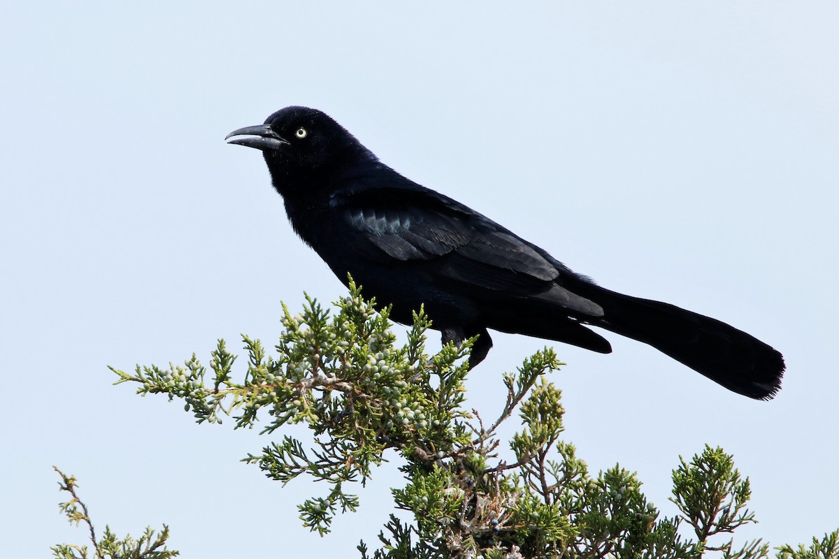 Boat-tailed Grackle - ML620714513