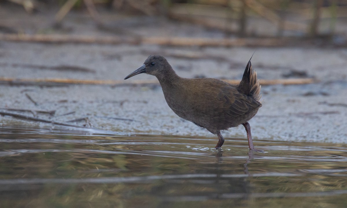 Plumbeous Rail - ML620714515