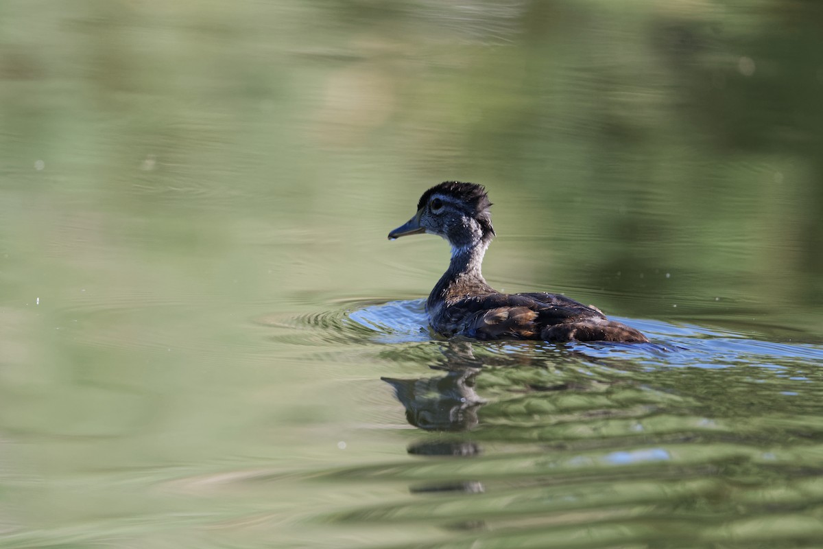 Wood Duck - ML620714516