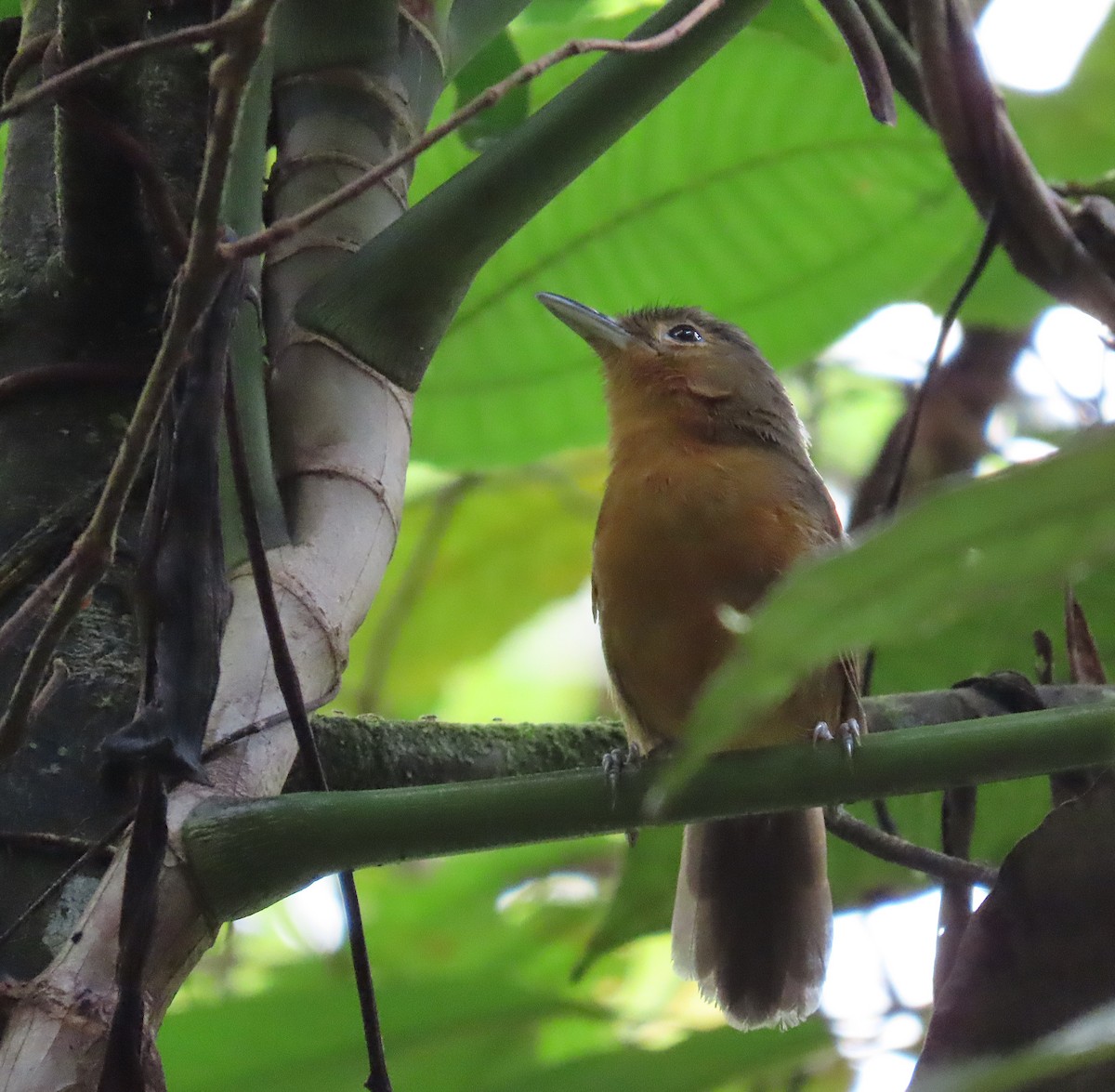 Dusky Antbird - ML620714517