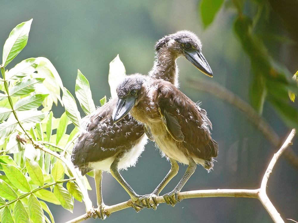 Boat-billed Heron - ML620714522