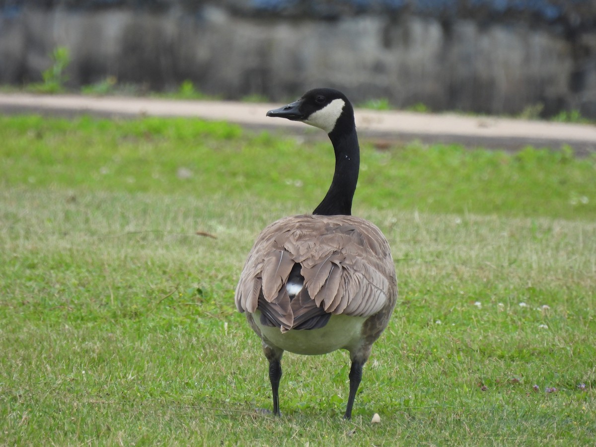 Canada Goose - ML620714523