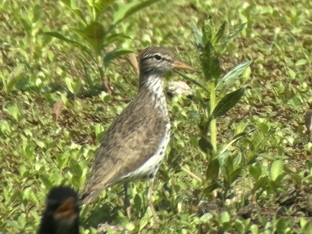 Spotted Sandpiper - ML620714525