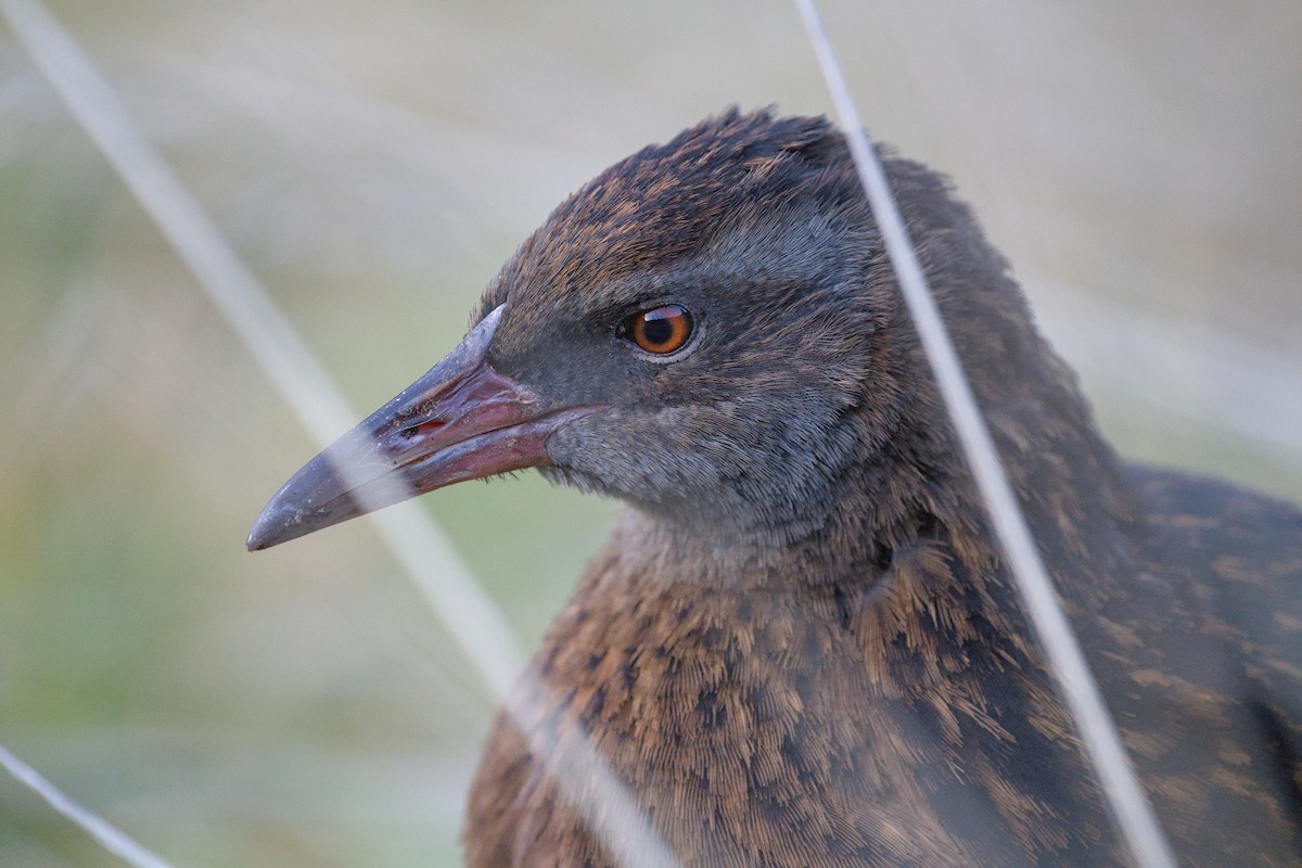 Weka - ML620714526