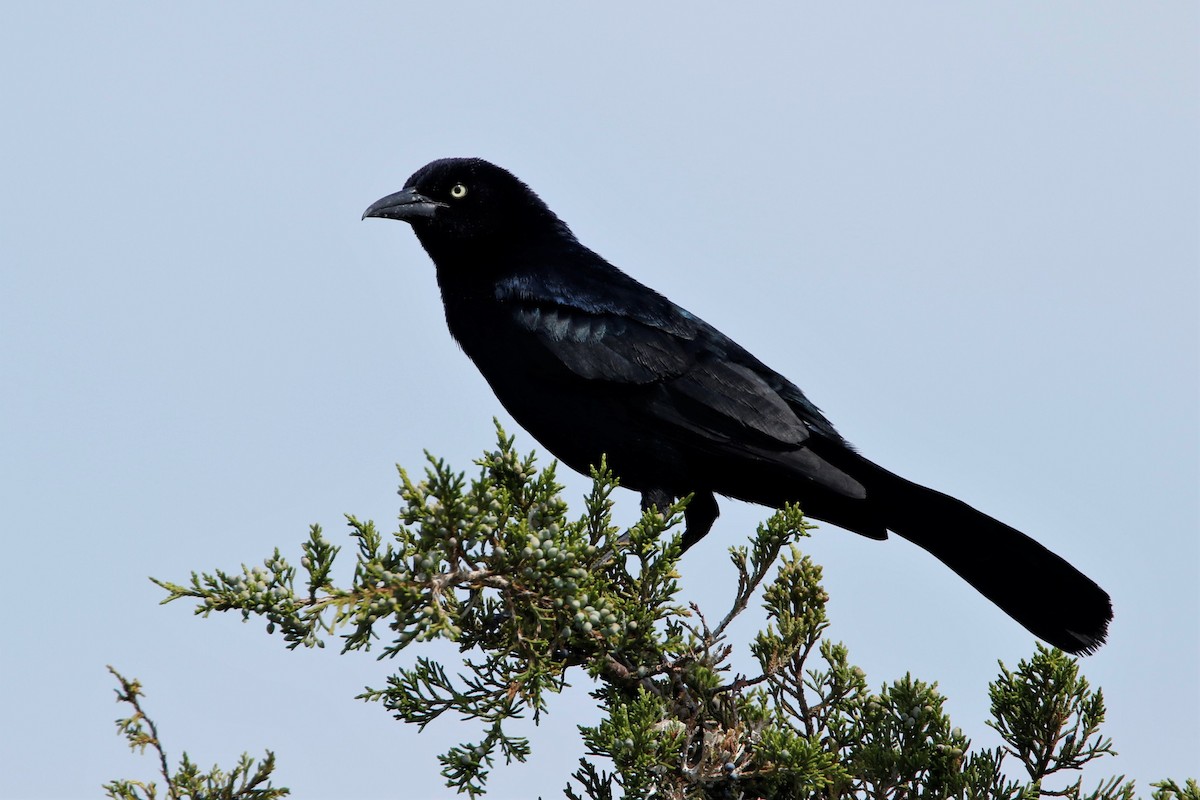 Boat-tailed Grackle - ML620714527