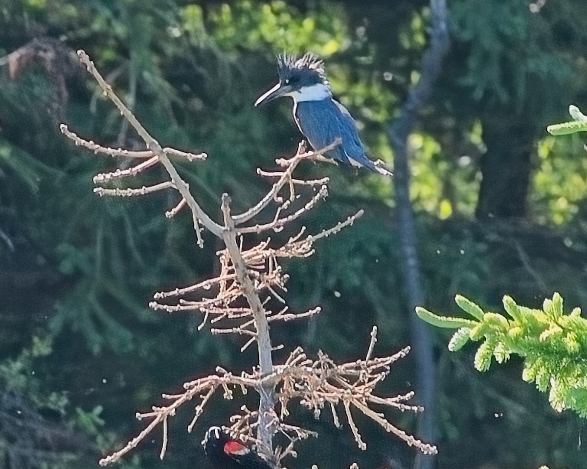 Belted Kingfisher - ML620714529
