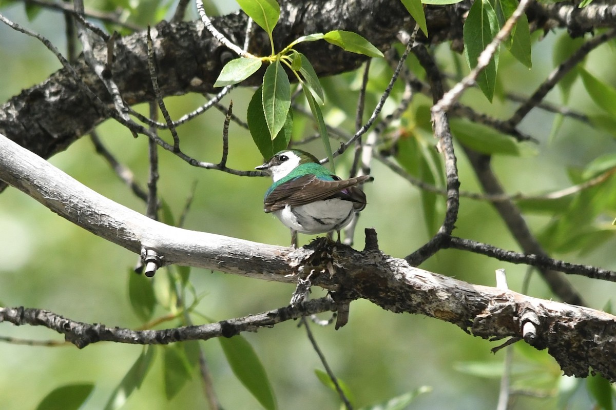 Violet-green Swallow - ML620714530