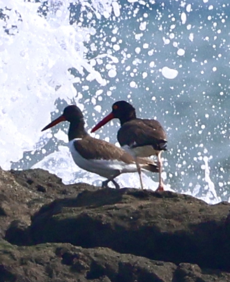 American Oystercatcher - ML620714535