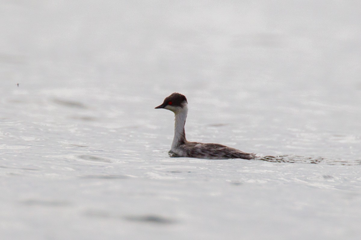 Silvery Grebe - Chris Wood